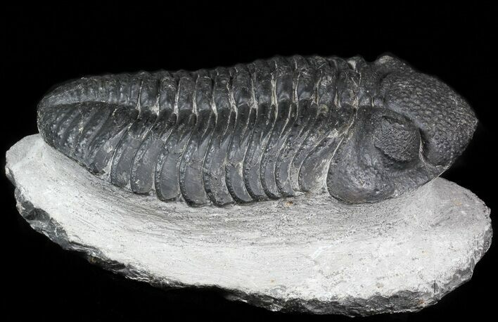 Prone Drotops Trilobite - Issoumour, Morocco #45608